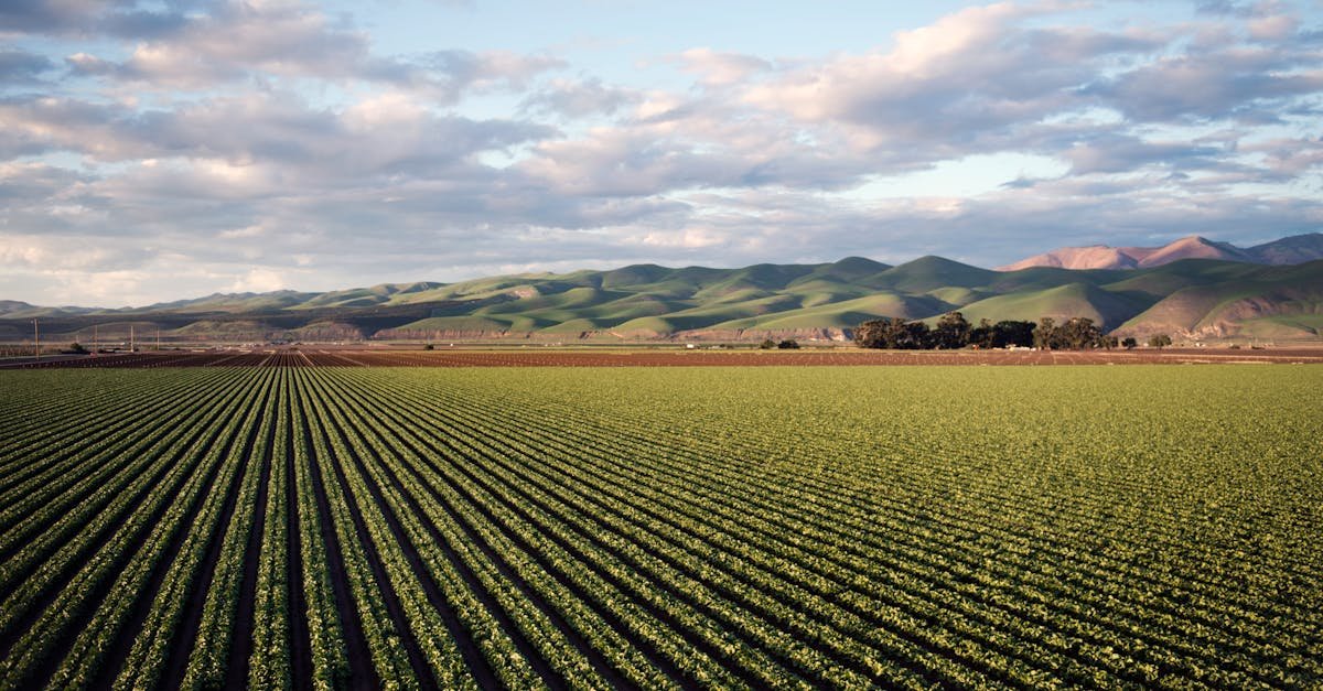 Aerial view of vast farmland with rows of crops and rolling hills in Santa Maria, CA.